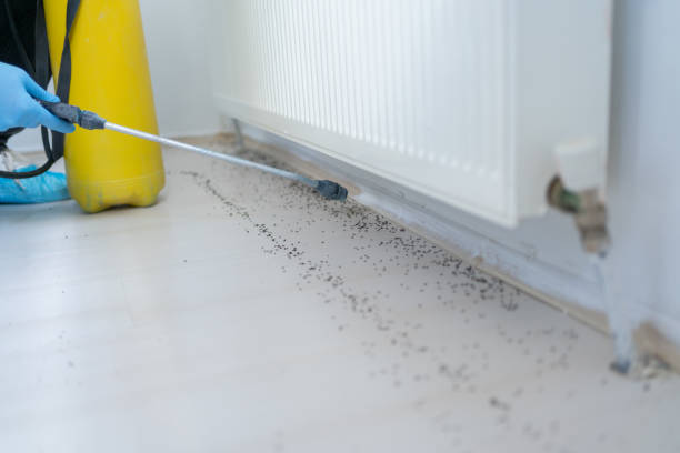 Best Wasp Removal Services  in Jordan, NY
